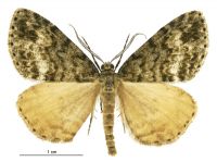Pseudocoremia indistincta (male). Geometridae: Ennominae. 