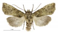 Meterana levis (male). Noctuidae: Noctuinae. 