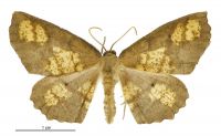 Xyridacma ustaria (male). Geometridae: Oenochrominae s. lat.. 