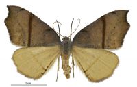 Sestra flexata (female). Geometridae: Ennominae. 