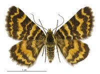 Notoreas perornata (female). Geometridae: Larentiinae. 