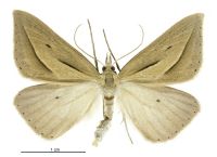 Samana falcatella (male). Geometridae: Oenochrominae s. lat.. 
