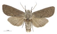 Graphania nullifera (male). Noctuidae: Noctuinae. 