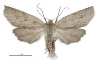 Declana leptomera (female). Geometridae: Ennominae. 