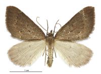 Xanthorhoe occulta (male). Geometridae: Larentiinae. 