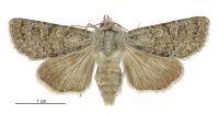 Aletia s.l. lacustris (female). Noctuidae: Noctuinae. 