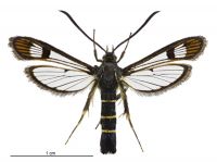 Synanthedon tipuliformis (female). Sesiidae: Sesiinae. 