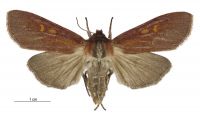 Tmetolophota purdii (female). Noctuidae: Noctuinae. 