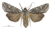 Graphania sequens (female). Noctuidae: Noctuinae. 