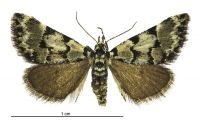Dichromodes gypsotis (female). Geometridae: Oenochrominae s. lat.. 