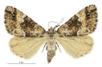 Pseudocoremia insignita (female). Geometridae: Ennominae. 
