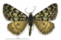 Dichromodes ida (male). Geometridae: Oenochrominae s. lat.. 