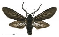 Artona martini (male). Zygaenidae: Procridinae. 