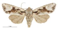 Graphania scutata (female). Noctuidae: Noctuinae. 