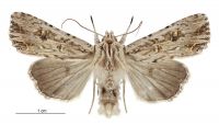 Graphania lignana (male). Noctuidae: Noctuinae. 