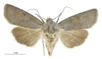 Physetica caerulea (female). Noctuidae: Noctuinae. 