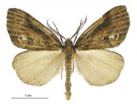 Chalastra ochrea (male). Geometridae: Ennominae. 