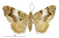 Asaphodes obarata (female). Geometridae: Larentiinae. 