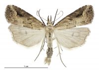 Schrankia costaestrigalis (male). Erebidae: Hypenodinae. 