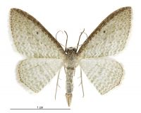 Poecilasthena pulchraria (male). Geometridae: Larentiinae. 