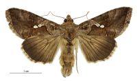 Chrysodeixis eriosoma (male). Noctuidae: Plusiinae. 