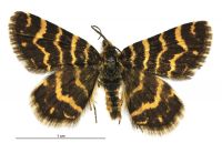 Notoreas isomoera (male). Geometridae: Larentiinae. 