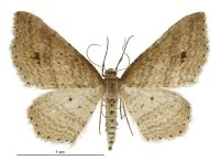 Epicyme rubropunctaria (male). Geometridae: Larentiinae. 