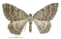 Gingidiobora subobscurata (female). Geometridae: Larentiinae. 