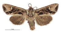 Graphania insignis (male). Noctuidae: Noctuinae. 