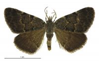 Dichromodes niger (male). Geometridae: Oenochrominae s. lat.. 