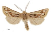 Ichneutica lindsayi (male). Noctuidae: Noctuinae. 