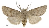 Aletia s.l. fibriata (female). Noctuidae: Noctuinae. 