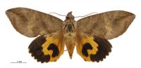 Eudocima fullonia (male). Erebidae: Calpinae. Irregular migrant to New Zealand