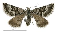 Aponotoreas anthracias (female). Geometridae: Larentiinae. 