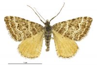 Xanthorhoe bulbulata (female). Geometridae: Larentiinae. Not seen since 1991