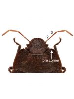 ANTENNAE: Segments 2 about as long as segment 3. PRONOTUM (dorsal plate of  fore thorax): Fore corners extended in front on each side of head.