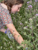 Student hunts for biocontrol insects on thistle