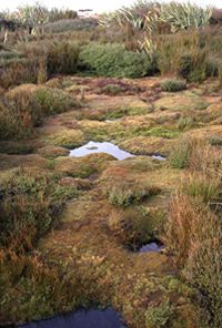 Blanket bog cushions of <em>Donatia novae–zelandiae</em> at Awarua Bog, Southland (Bev Clarkson)