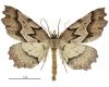 Ischalis fortinata. Image from the Larger Moths of NZ image gallery