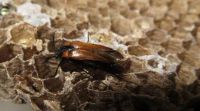 The beetle <em>Metoecus paradoxus</em>. Its larvae are parasites of wasps