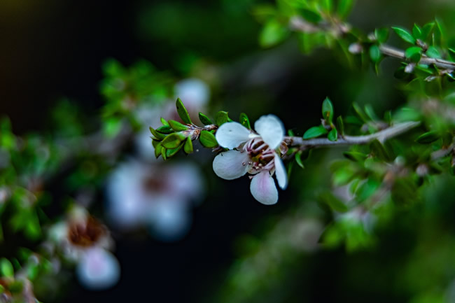 Flowering mānuka