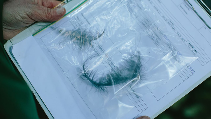 Feather samples collected to be sent away for DNA analysis and genetic idendification.