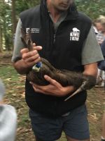 Community engagement with kiwi before release in Whangarei Heads, March 2018