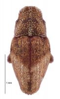 <h3 align=left><em>Whitiacalles ignotus</em></h3>. <p align=left>Curculionidae: Curculioninae.<br>Endemic</p> 