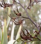 Taniwha: seed pods