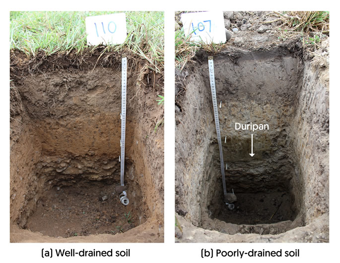 Figure 2 (a) Well-drained soil (Brown Soil; Takapau sandy loam) from management zone 1, (b) poorly drained soil (Pallic Soil; Poporangi sandy loam) from management zone 3. Note very dense duripan that restricts drainage (shown by arrow).