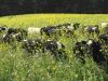 Heifers grazing soil primer mix to help kickstart soil health