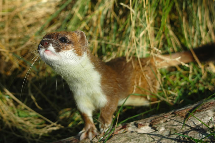 Stoat investigating an odour