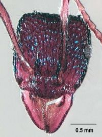 Fig. a:  Head of <em>Rhytidoponera chalybaea</em> 