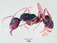 Fig. a: <em>Rhytidoponera chalybaea</em>